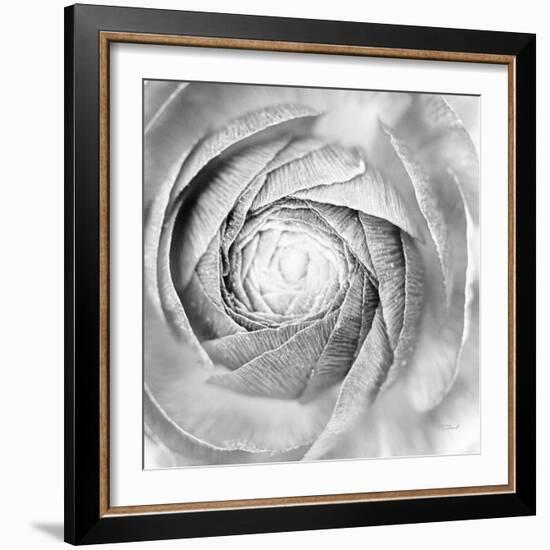 Ranunculus Abstract I BW Light-Laura Marshall-Framed Photographic Print