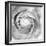 Ranunculus Abstract I BW Light-Laura Marshall-Framed Photographic Print