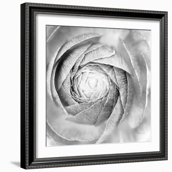 Ranunculus Abstract I BW Light-Laura Marshall-Framed Photographic Print