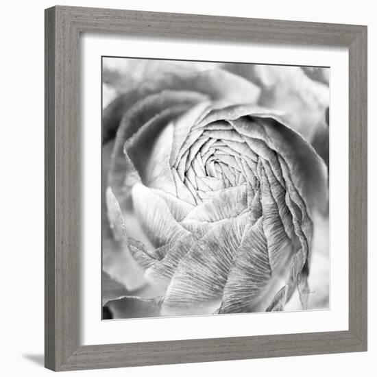 Ranunculus Abstract II BW Light-Laura Marshall-Framed Photographic Print