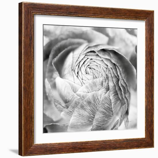 Ranunculus Abstract II BW Light-Laura Marshall-Framed Photographic Print