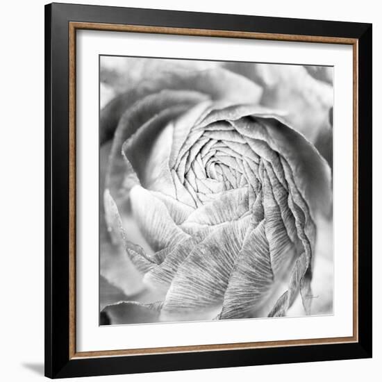 Ranunculus Abstract II BW Light-Laura Marshall-Framed Photographic Print