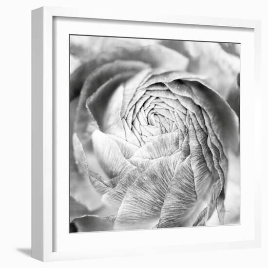 Ranunculus Abstract II BW Light-Laura Marshall-Framed Photographic Print
