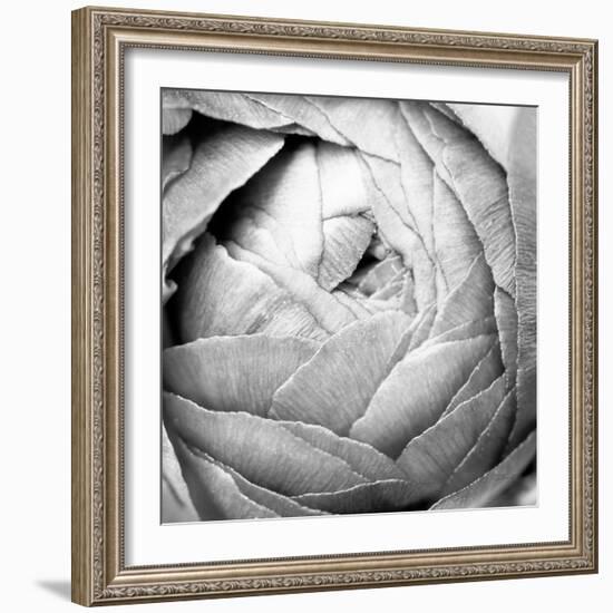 Ranunculus Abstract III BW Light-Laura Marshall-Framed Photographic Print