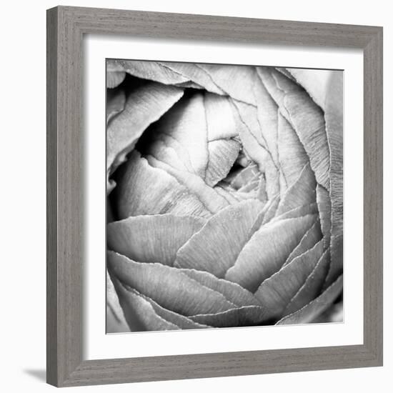 Ranunculus Abstract III BW Light-Laura Marshall-Framed Photographic Print