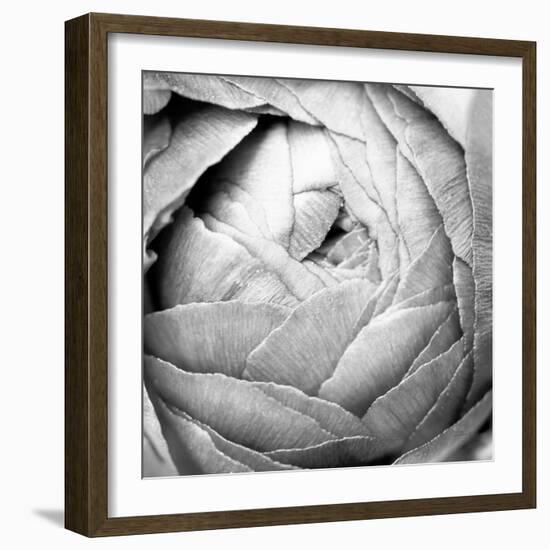 Ranunculus Abstract III BW Light-Laura Marshall-Framed Photographic Print