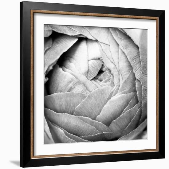 Ranunculus Abstract III BW Light-Laura Marshall-Framed Photographic Print