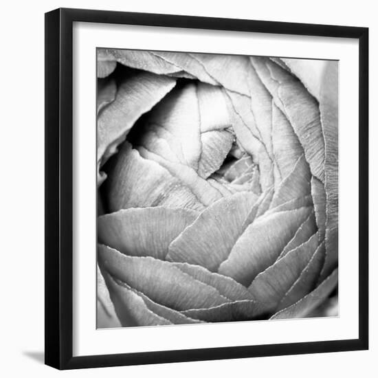 Ranunculus Abstract III BW Light-Laura Marshall-Framed Photographic Print