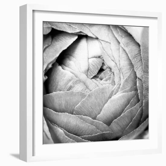 Ranunculus Abstract III BW Light-Laura Marshall-Framed Photographic Print