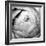 Ranunculus Abstract III BW Light-Laura Marshall-Framed Photographic Print