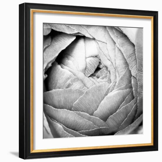 Ranunculus Abstract III BW Light-Laura Marshall-Framed Photographic Print