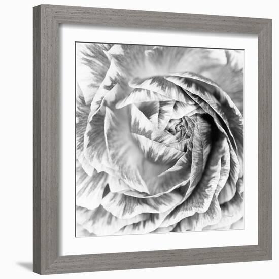 Ranunculus Abstract IV BW Light-Laura Marshall-Framed Photographic Print