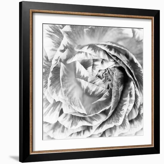 Ranunculus Abstract IV BW Light-Laura Marshall-Framed Photographic Print