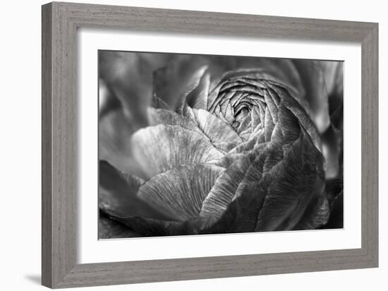 Ranunculus Abstract V BW-Laura Marshall-Framed Photo