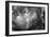 Ranunculus Abstract V BW-Laura Marshall-Framed Photo