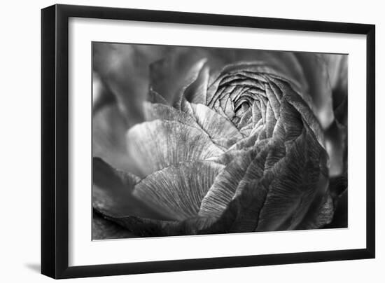 Ranunculus Abstract V BW-Laura Marshall-Framed Photo