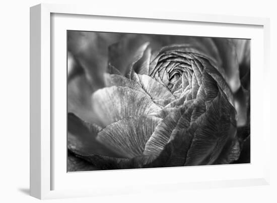 Ranunculus Abstract V BW-Laura Marshall-Framed Photo