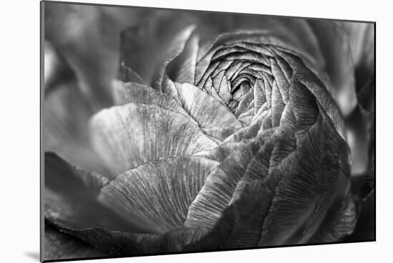 Ranunculus Abstract V BW-Laura Marshall-Mounted Photo