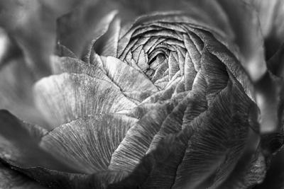 Ranunculus Abstract V Bw Photo Laura Marshall Art Com