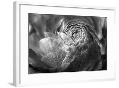 Ranunculus Abstract V Bw Photo Laura Marshall Art Com