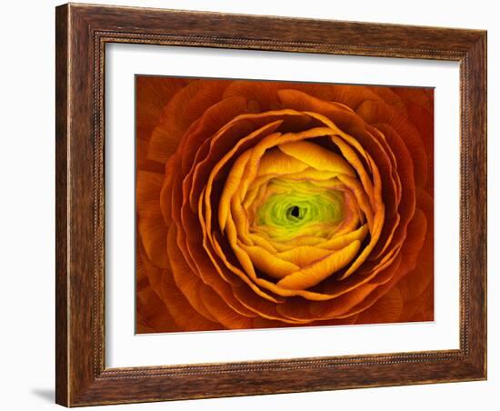 Ranunculus asiaticus-Victor Mozqueda-Framed Giclee Print