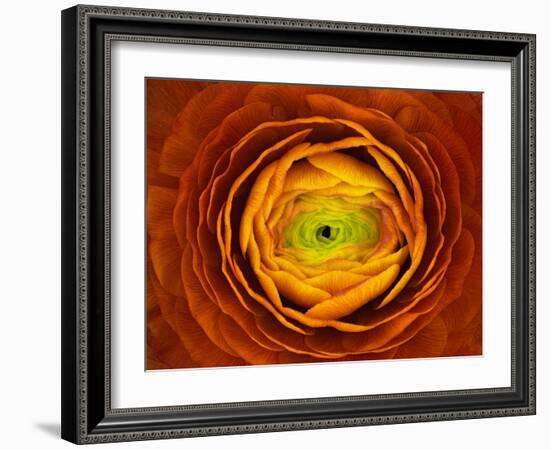 Ranunculus asiaticus-Victor Mozqueda-Framed Giclee Print