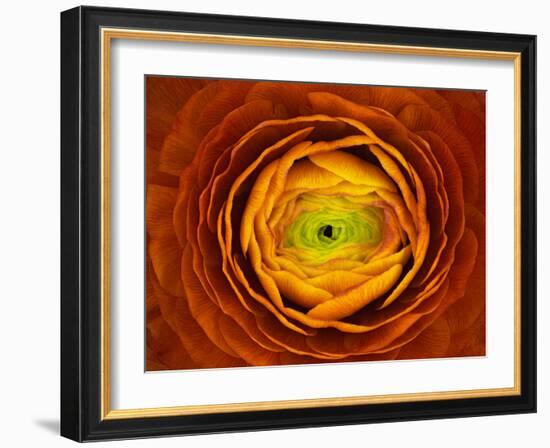 Ranunculus asiaticus-Victor Mozqueda-Framed Giclee Print