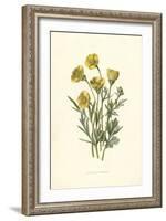 Ranunculus Bulbosus-F Edward Hulme-Framed Art Print