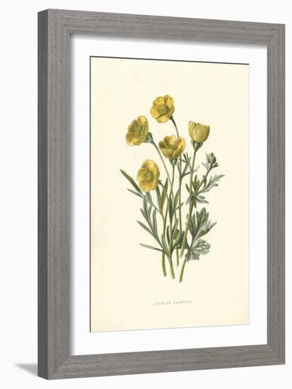 Ranunculus Bulbosus-F Edward Hulme-Framed Art Print