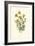 Ranunculus Bulbosus-F Edward Hulme-Framed Art Print