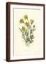 Ranunculus Bulbosus-F Edward Hulme-Framed Art Print