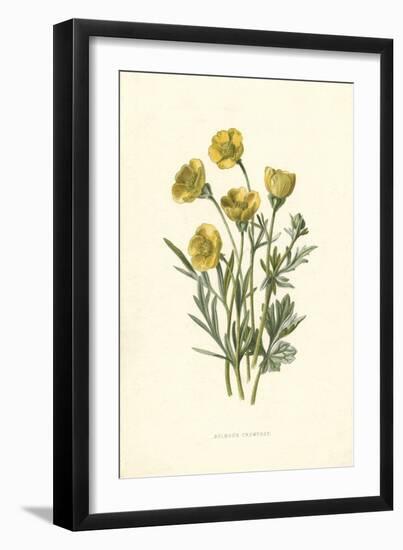 Ranunculus Bulbosus-F Edward Hulme-Framed Art Print