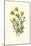 Ranunculus Bulbosus-F Edward Hulme-Mounted Art Print