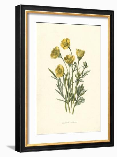 Ranunculus Bulbosus-F Edward Hulme-Framed Art Print