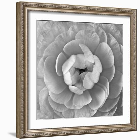 Ranunculus Centre-Assaf Frank-Framed Giclee Print