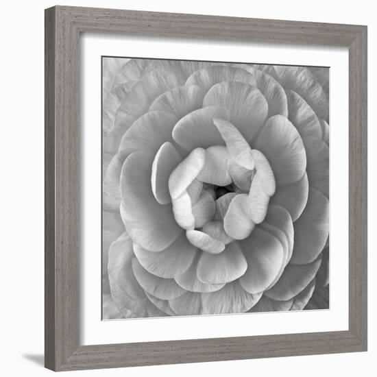 Ranunculus Centre-Assaf Frank-Framed Giclee Print