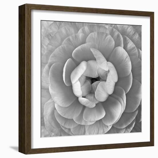 Ranunculus Centre-Assaf Frank-Framed Giclee Print