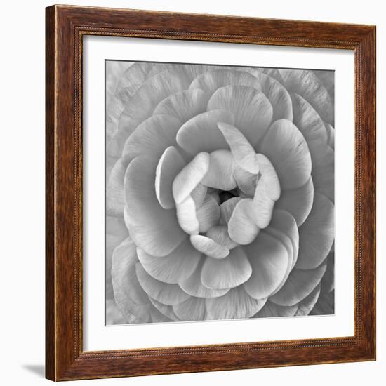 Ranunculus Centre-Assaf Frank-Framed Giclee Print