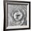 Ranunculus Centre-Assaf Frank-Framed Giclee Print