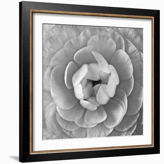 Ranunculus Centre-Assaf Frank-Framed Giclee Print