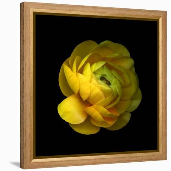 Ranunculus Close-Up-Magda Indigo-Framed Premier Image Canvas