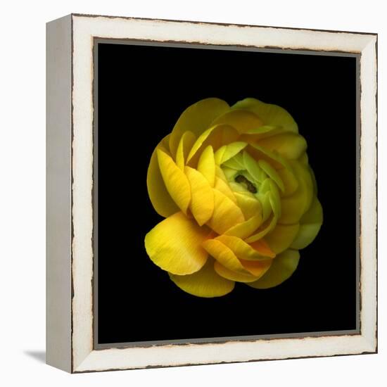 Ranunculus Close-Up-Magda Indigo-Framed Premier Image Canvas