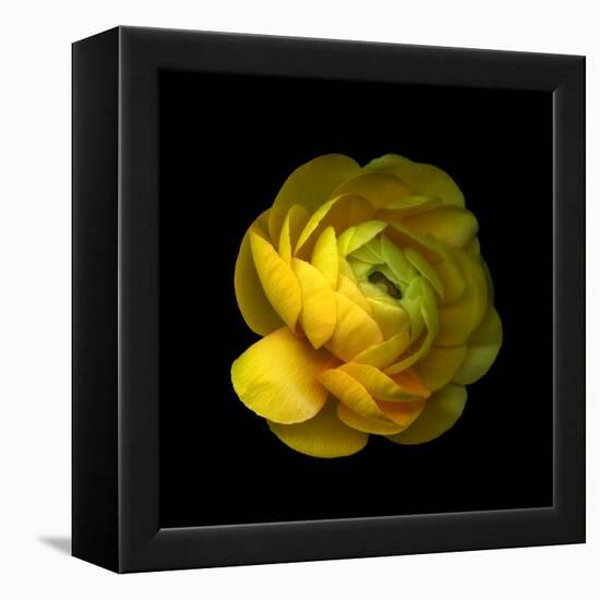 Ranunculus Close-Up-Magda Indigo-Framed Premier Image Canvas