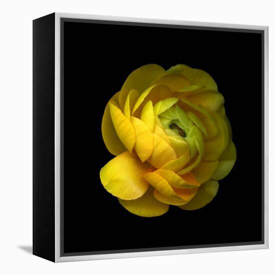 Ranunculus Close-Up-Magda Indigo-Framed Premier Image Canvas