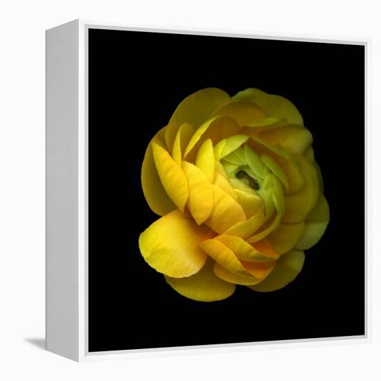 Ranunculus Close-Up-Magda Indigo-Framed Premier Image Canvas