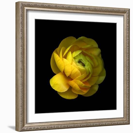 Ranunculus Close-Up-Magda Indigo-Framed Photographic Print