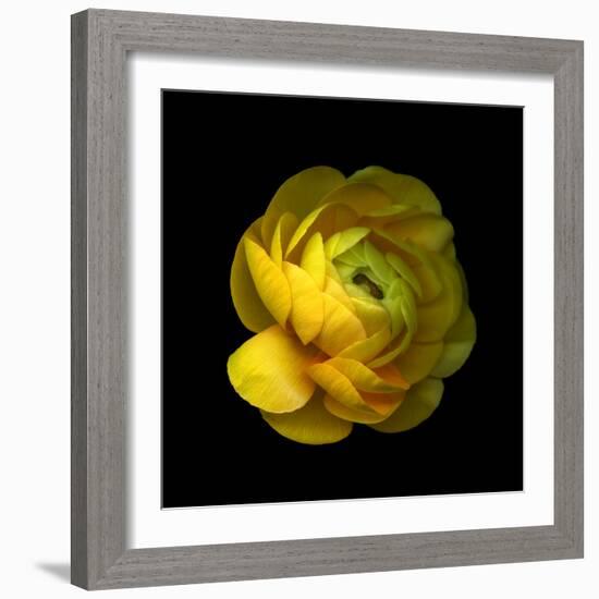 Ranunculus Close-Up-Magda Indigo-Framed Photographic Print