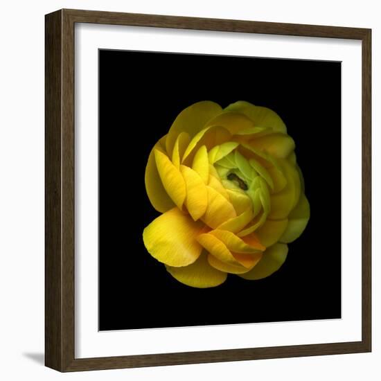 Ranunculus Close-Up-Magda Indigo-Framed Photographic Print