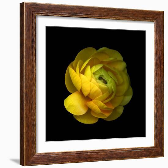 Ranunculus Close-Up-Magda Indigo-Framed Photographic Print