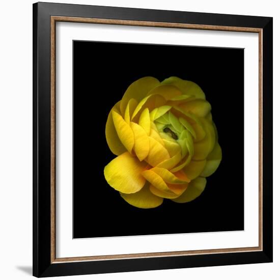 Ranunculus Close-Up-Magda Indigo-Framed Photographic Print